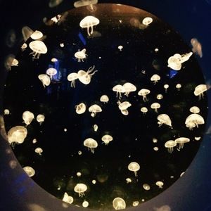 Meet your Posher, Chenyang